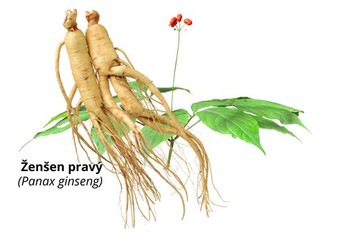 Ženšen pravý - panax ginseng